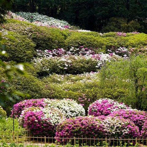 Uji Mimurotoji Temple (三室戸寺)azaleas Garden