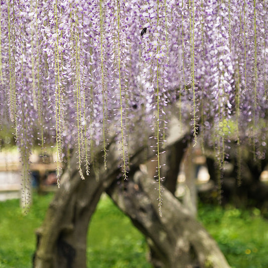 Wisteria trellis at Byodoin Phoenix Hall at its best