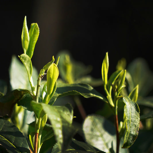 Unveiling the Charm of Japanese Tea Cultivars