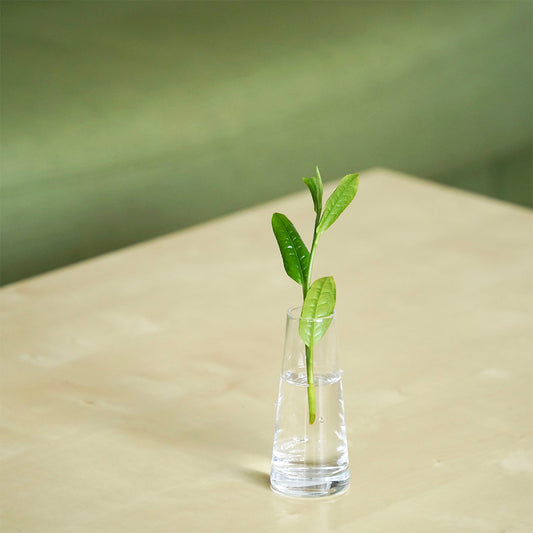 The Perfect Water for Japanese Tea
