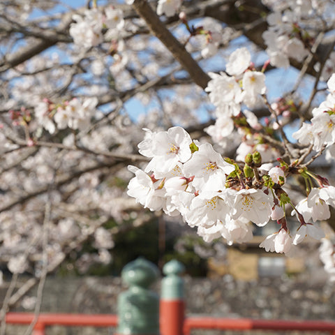Spring by the Uji River: Sakura Festival & a Cup of Matcha