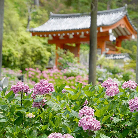 Mimurotoji Hydrangea Garden