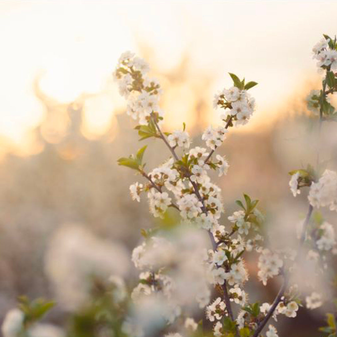 Enjoying the Arrival of Spring with Japanese Tea | A Special Sakura-Inspired Brew