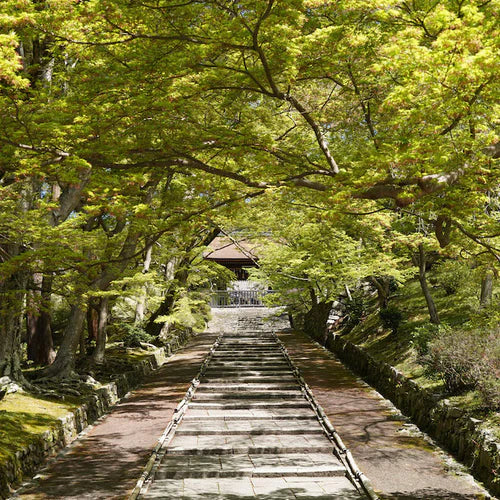 Bishamondo Looking for Goyo Cherry Blossom