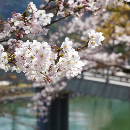 Today is the Uji River Cherry Blossom Festival.