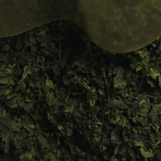The Art of Aging Tea: Unlocking the Finest Flavors in Gyokuro and Matcha