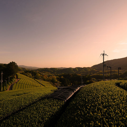Tea for Late Summer – Savoring the Season’s End